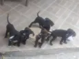 Filhotes p/ adoção 