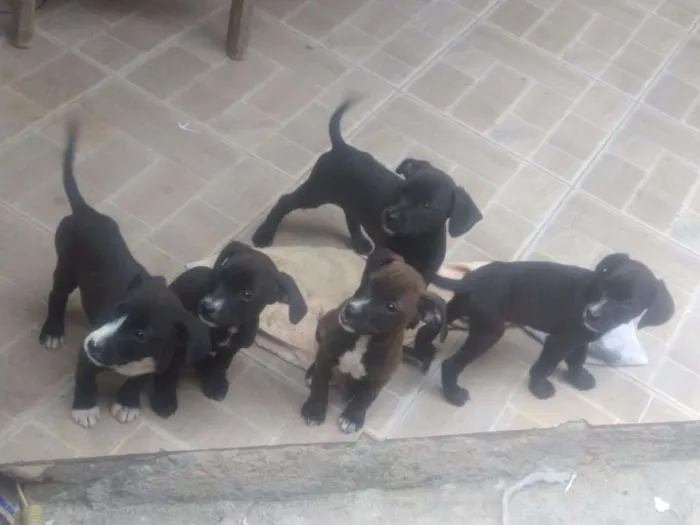 Cachorro ra a SRD idade 2 a 6 meses nome Filhotes p/ adoção 