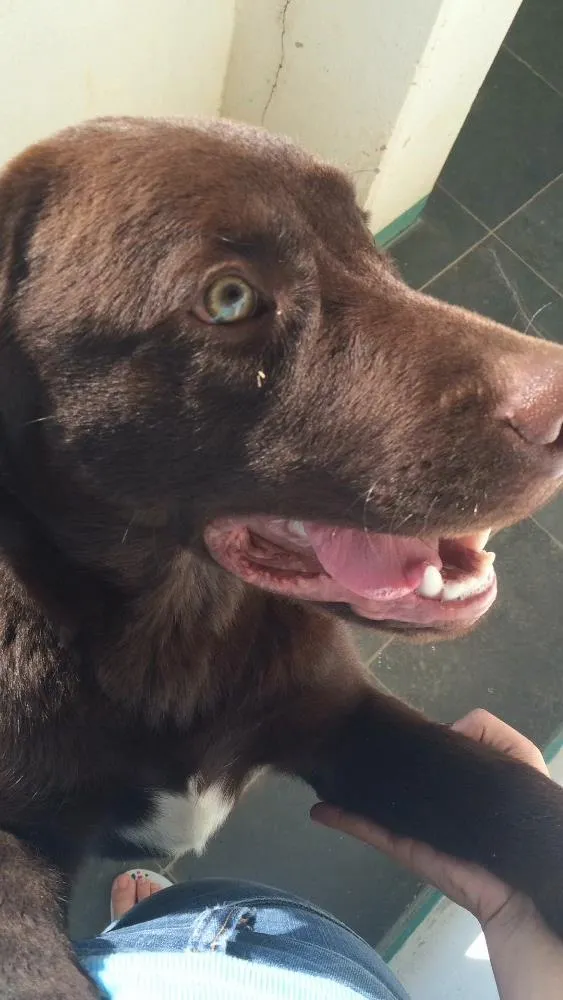 Cachorro ra a LABRADOR idade 7 a 11 meses nome TORRESMO GRATIFICA