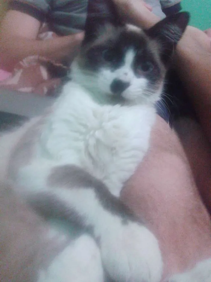 Gato ra a Vira lata idade 1 ano nome Many