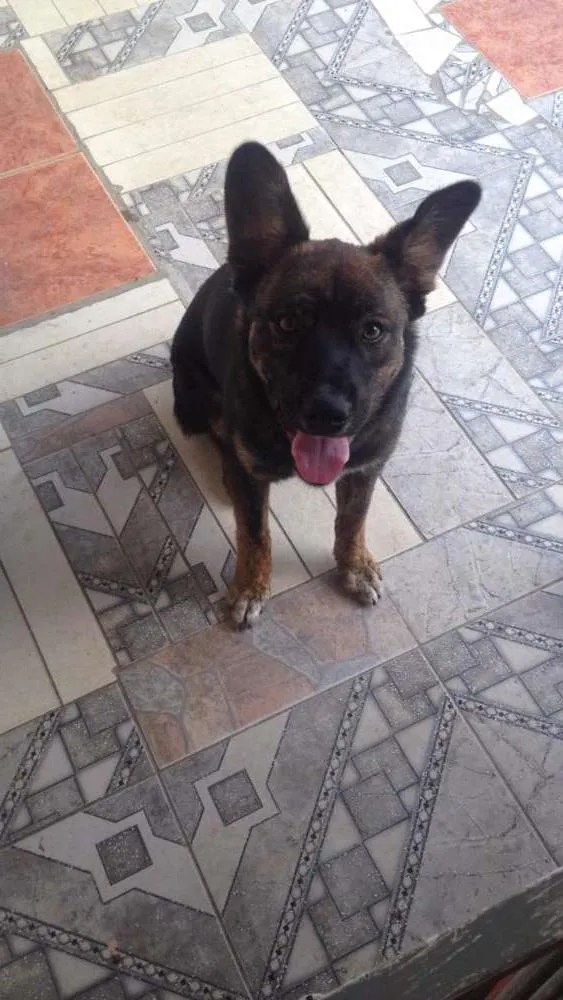 Cachorro ra a Red Heeler idade 2 a 6 meses nome Thor