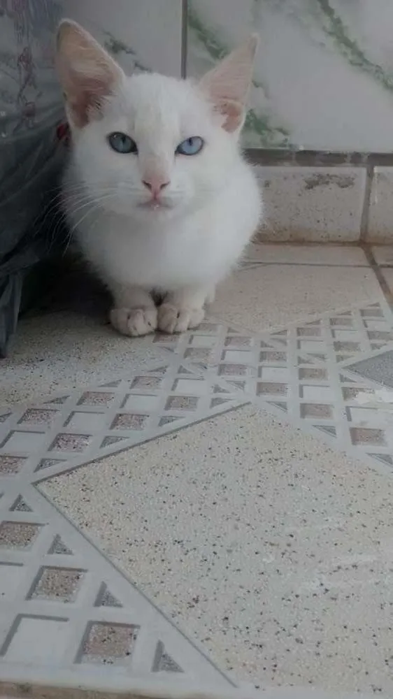 Gato ra a  idade 2 a 6 meses nome canjica