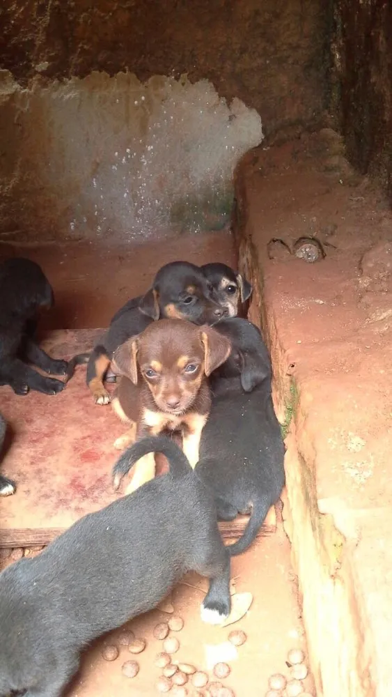 Cachorro ra a Vira Lata idade Abaixo de 2 meses nome Filhotes