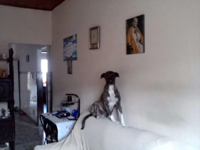 Cachorro ra a indefinida idade 6 ou mais anos nome Bela