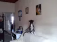 Bela