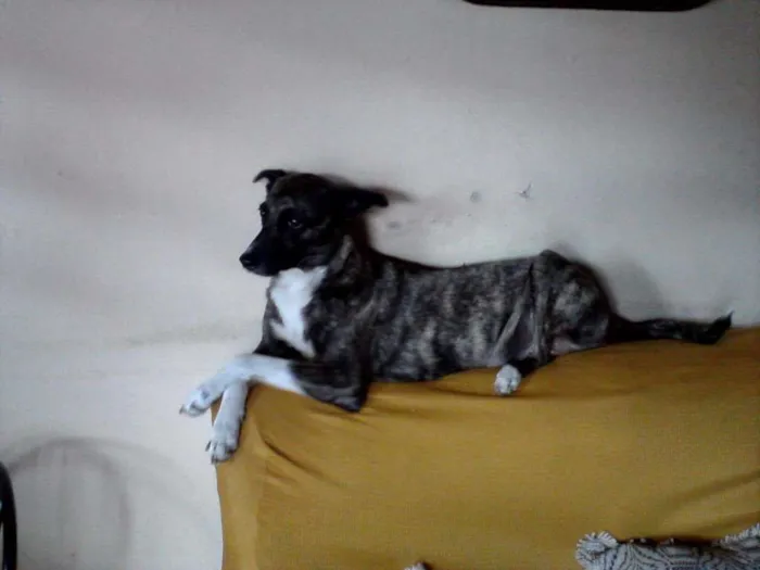 Cachorro ra a indefinida idade 6 ou mais anos nome Bela