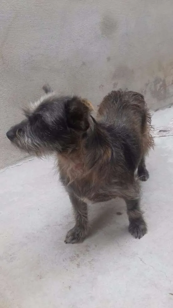 Cachorro ra a Srd idade 2 anos nome Duda