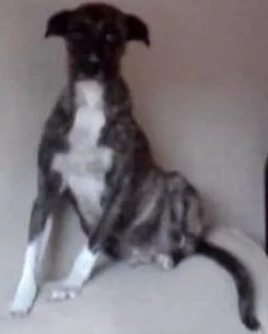 Cachorro raça indefinida idade 6 ou mais anos nome Bela