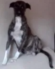 Bela