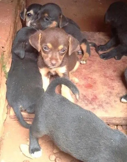Cachorro ra a Vira Lata idade Abaixo de 2 meses nome Filhotes