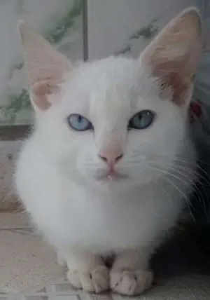 Gato raça  idade 2 a 6 meses nome canjica