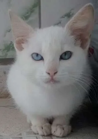 Gato ra a  idade 2 a 6 meses nome canjica