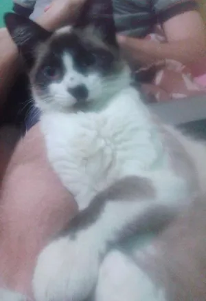 Gato raça Vira lata idade 1 ano nome Many