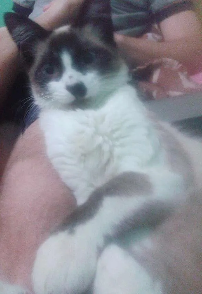 Gato ra a Vira lata idade 1 ano nome Many