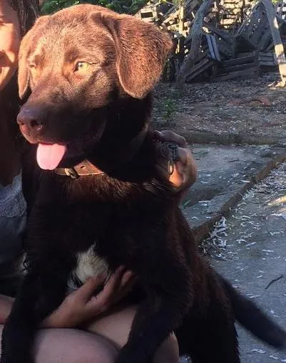 Cachorro ra a LABRADOR idade 7 a 11 meses nome TORRESMO GRATIFICA