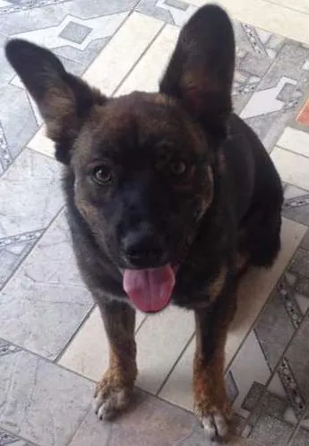 Cachorro ra a Red Heeler idade 2 a 6 meses nome Thor