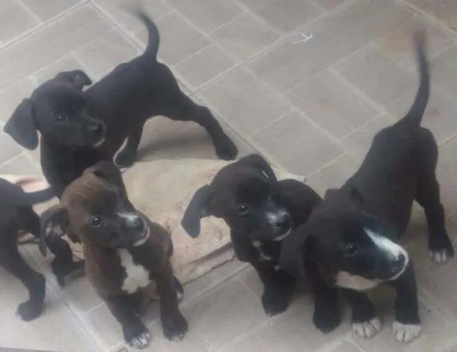 Cachorro ra a SRD idade 2 a 6 meses nome Filhotes p/ adoção 