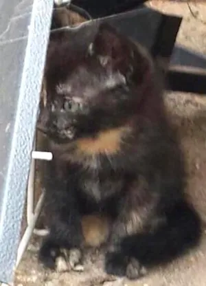 Gato raça Srd idade Abaixo de 2 meses nome Mescladinha