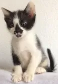 Leozinho