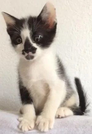 Gato raça SRD idade Abaixo de 2 meses nome Leozinho