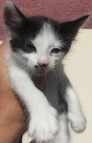 Gato raça srd  idade Abaixo de 2 meses nome Frajolinha 