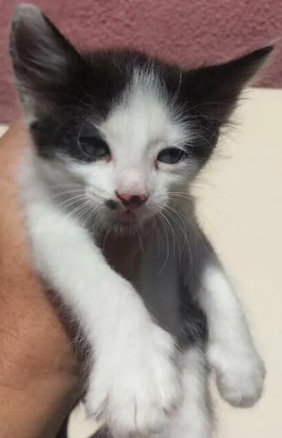 Gato ra a srd  idade Abaixo de 2 meses nome Frajolinha 