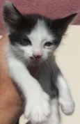 Frajolinha