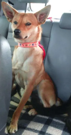 Cachorro raça SRD idade 1 ano nome Edward