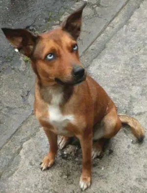 Cachorro raça SRD idade 2 anos nome Bella
