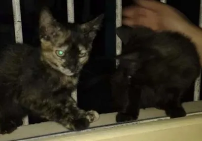Gato raça GATO idade 2 a 6 meses nome 2 Gatinhas sem nome