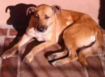 Cachorro ra a vira lata com pastor  idade 2 a 6 meses nome Dara