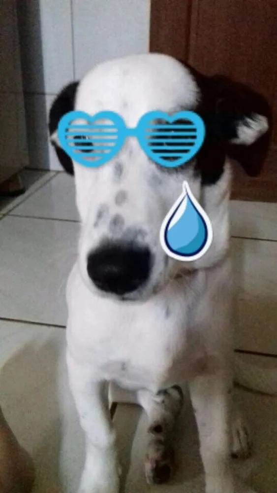 Cachorro ra a vira lata idade 2 anos nome Theo