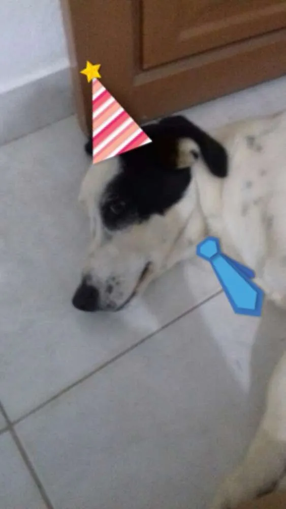 Cachorro ra a vira lata idade 2 anos nome Theo