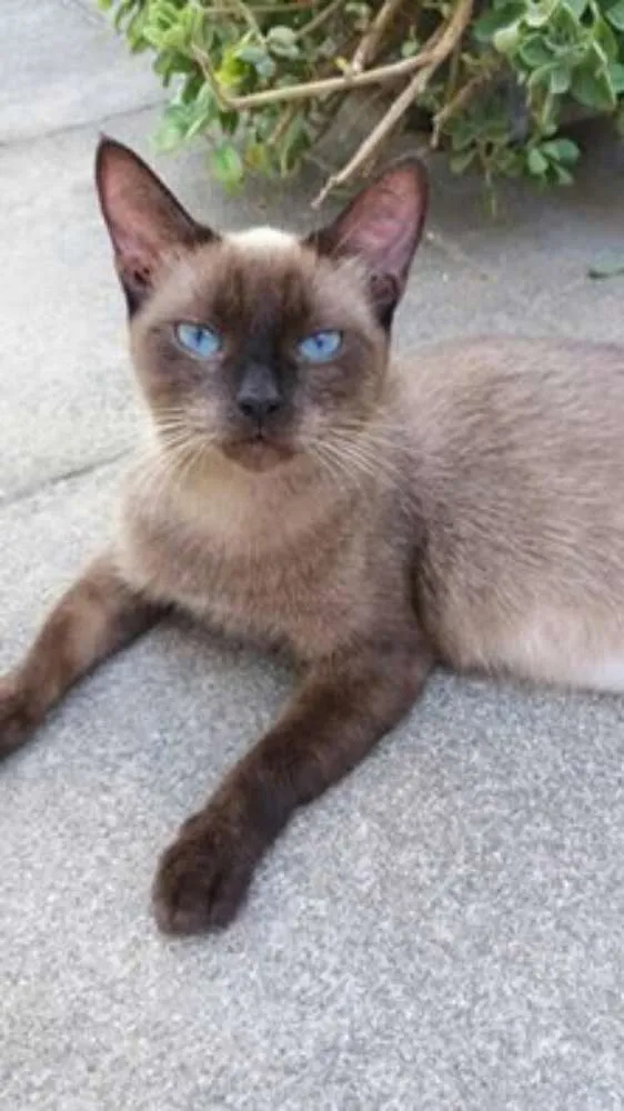 Gato ra a Siamês idade 1 ano nome Estrela