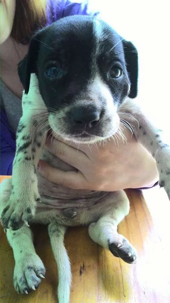 Cachorro ra a Vira Lata idade Abaixo de 2 meses nome Ainda sem nome 