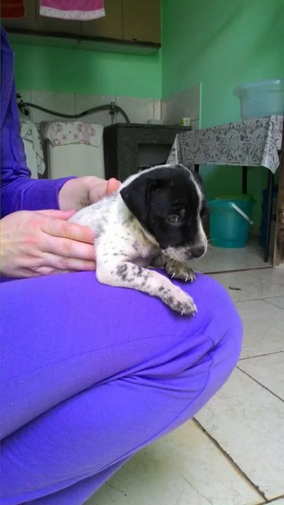 Cachorro ra a Vira Lata idade Abaixo de 2 meses nome Ainda sem nome 