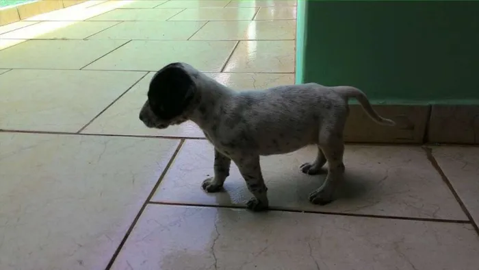 Cachorro ra a Vira Lata idade Abaixo de 2 meses nome Ainda sem nome 
