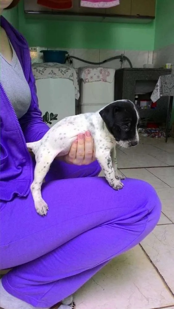 Cachorro ra a Vira Lata idade Abaixo de 2 meses nome Ainda sem nome 