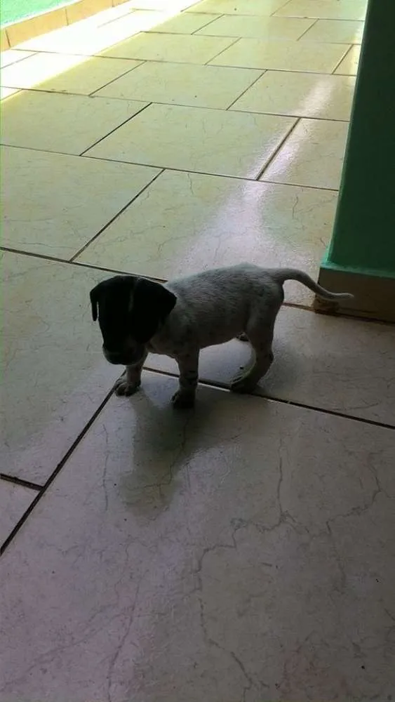 Cachorro ra a Vira Lata idade Abaixo de 2 meses nome Ainda sem nome 