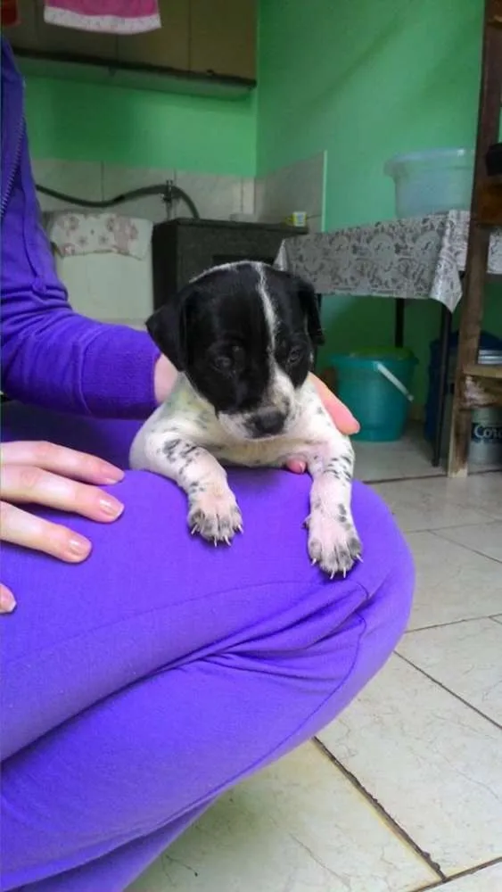 Cachorro ra a Vira Lata idade Abaixo de 2 meses nome Ainda sem nome 
