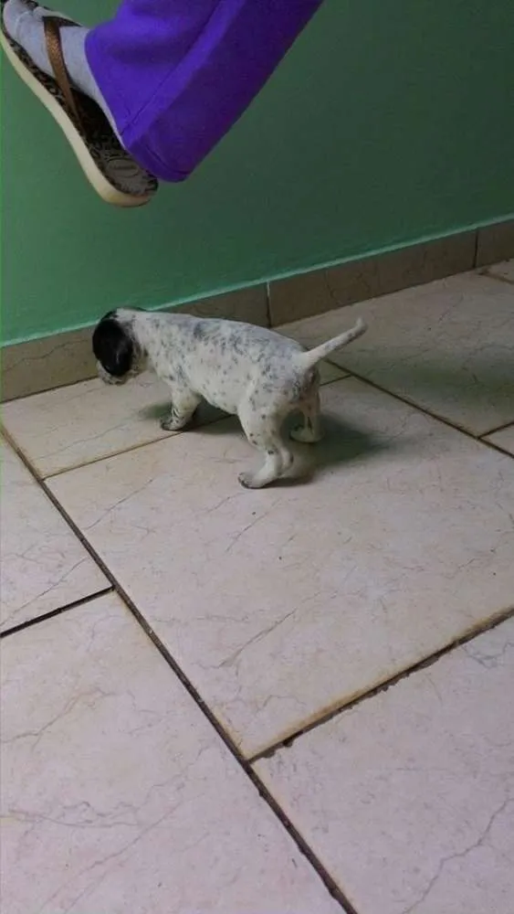 Cachorro ra a Vira Lata idade Abaixo de 2 meses nome Ainda sem nome 