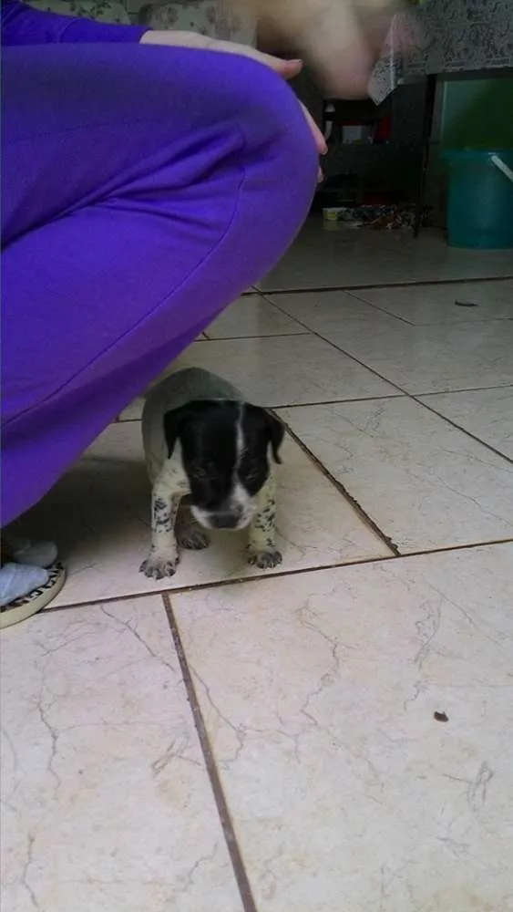 Cachorro ra a Vira Lata idade Abaixo de 2 meses nome Ainda sem nome 