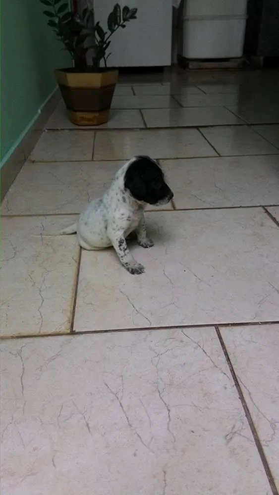 Cachorro ra a Vira Lata idade Abaixo de 2 meses nome Ainda sem nome 