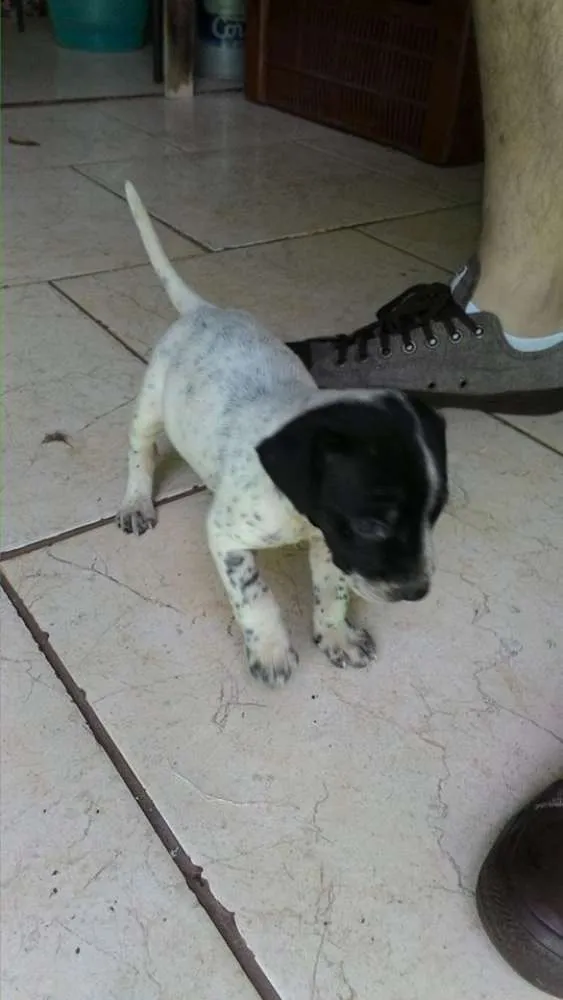 Cachorro ra a Vira Lata idade Abaixo de 2 meses nome Ainda sem nome 