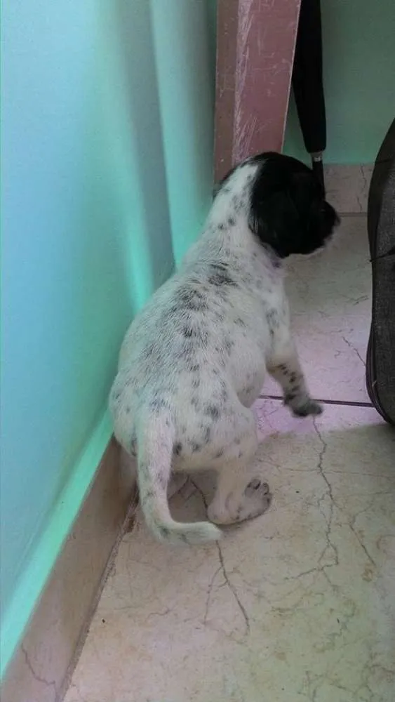 Cachorro ra a Vira Lata idade Abaixo de 2 meses nome Ainda sem nome 