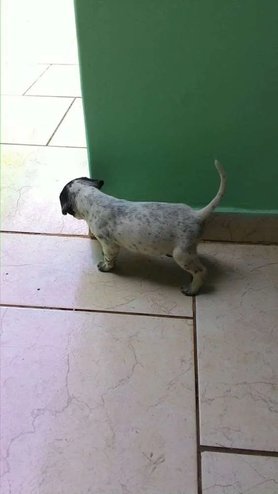 Cachorro ra a Vira Lata idade Abaixo de 2 meses nome Ainda sem nome 