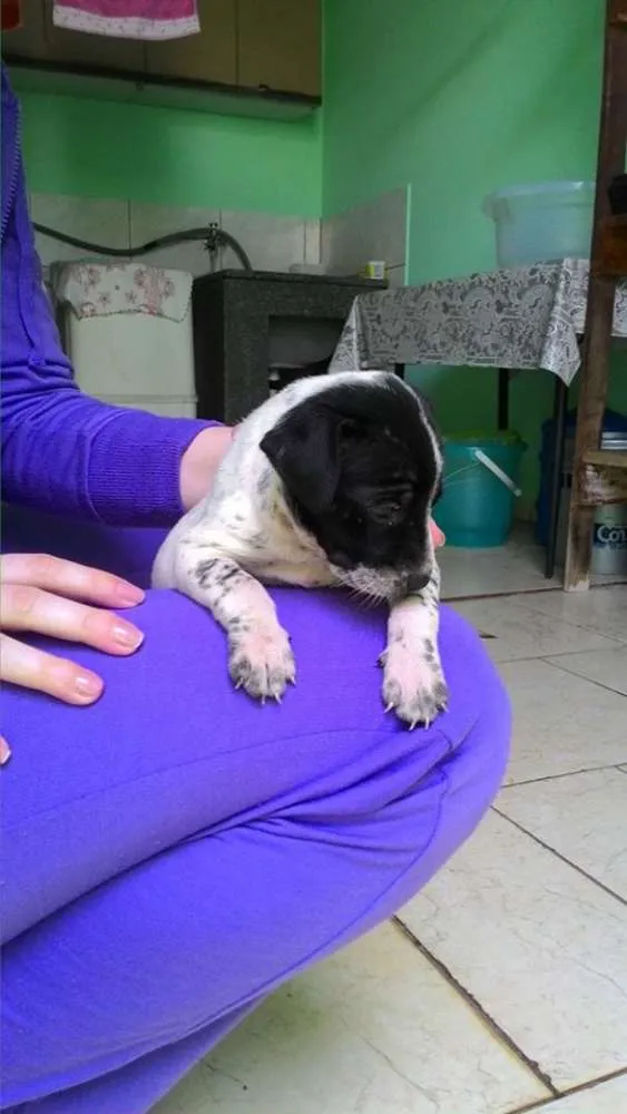 Cachorro ra a Vira Lata idade Abaixo de 2 meses nome Ainda sem nome 