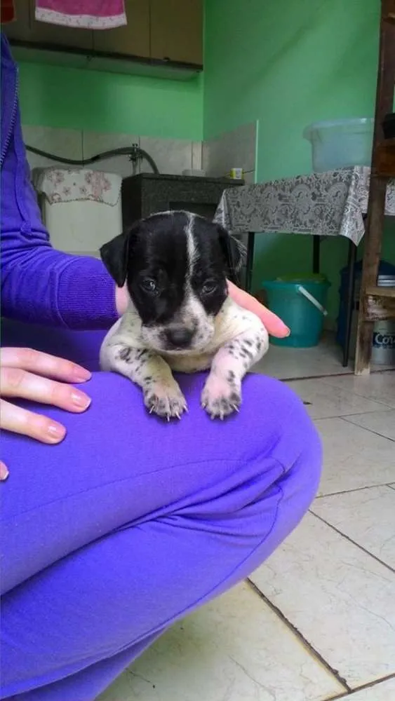 Cachorro ra a Vira Lata idade Abaixo de 2 meses nome Ainda sem nome 