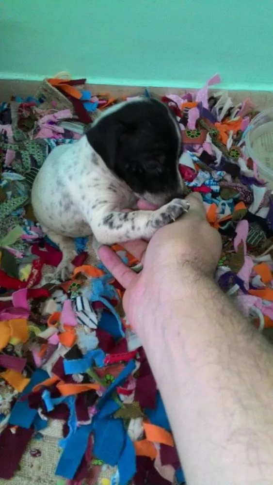 Cachorro ra a Vira Lata idade Abaixo de 2 meses nome Ainda sem nome 