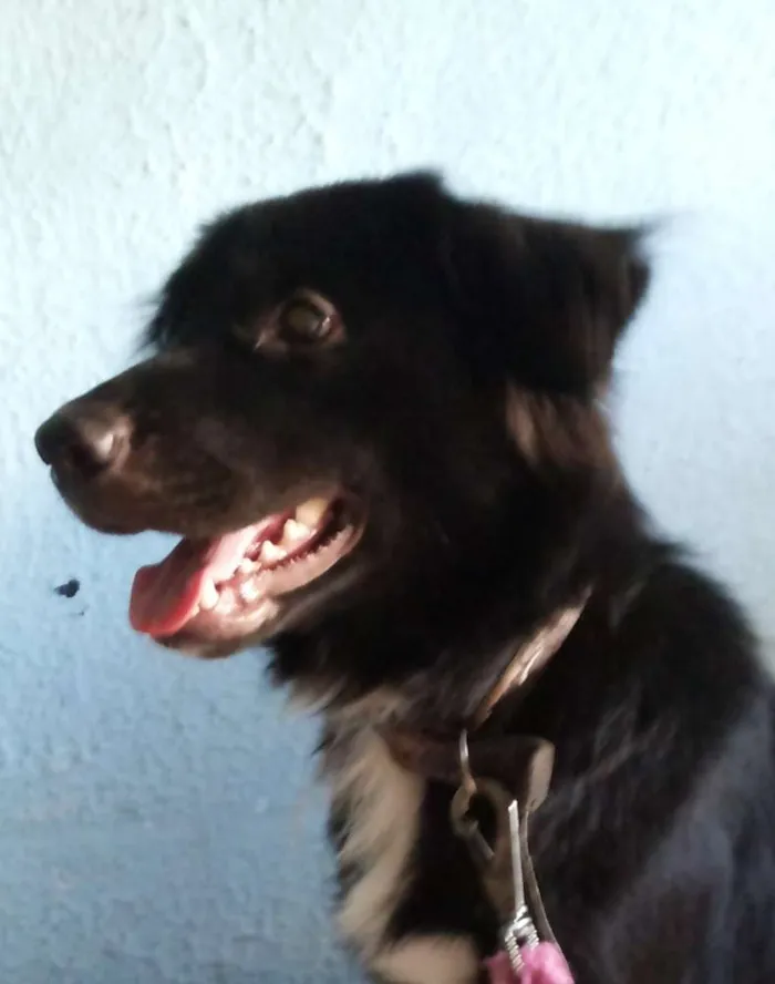 Cachorro raça Vira-Lata idade 7 a 11 meses nome César